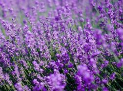 薰衣草有几种颜色，五种（蓝色、紫色、蓝紫色、白色、粉红色）