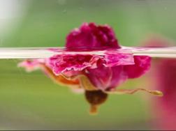 玫瑰花泡水能天天喝吗,长期喝可以美容养颜、清热解毒