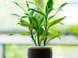 春天怎么养富贵竹，春天养护富贵竹的四个技巧