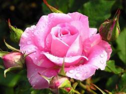 粉色蔷薇花的花语，以及蔷薇花花语大全