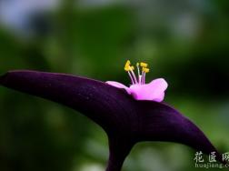 紫罗兰四季开花的养殖
