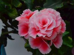 丽格海棠的花语：娇嫩、完美、和蔼可亲，象征着慈祥的老人