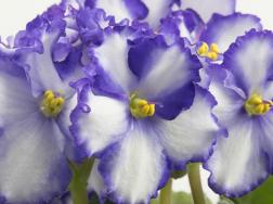非洲紫罗兰花语—永恒的爱