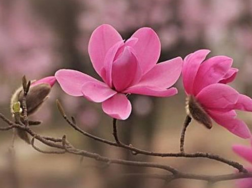 木兰花的花语是什么？代表着灵魂高尚
