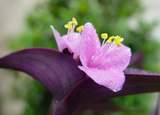 既耐湿又耐旱的紫鸭跖草