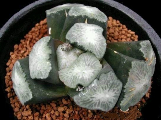 (使用分裂素)现实中的怪大叔玉扇。。。 (使用分裂素)现实中的怪大叔玉扇。。。