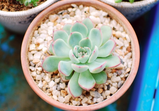 多肉植物夏天如何养护？