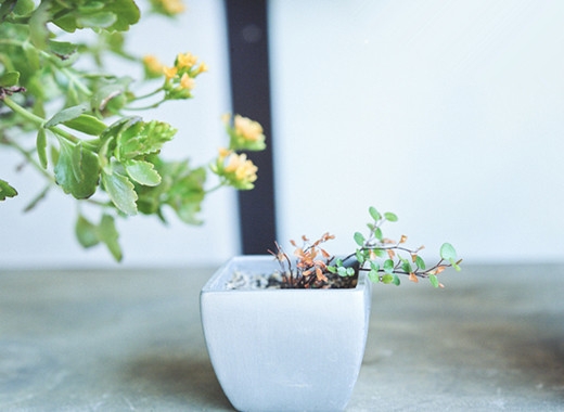 花的叶子发黄是什么原因 花的叶子发黄是什么原因