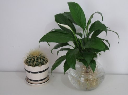 花的叶子发黄是什么原因 花的叶子发黄是什么原因