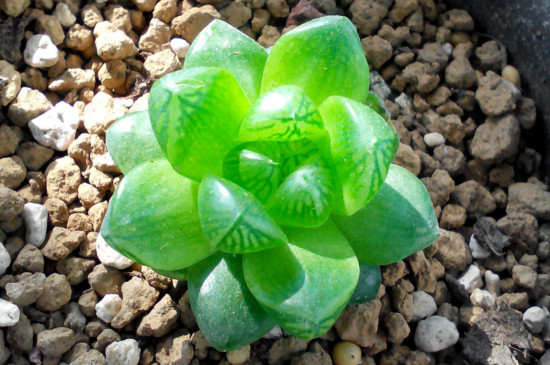 草玉露开花后怎么处理，将花杆晃动拔掉促进生长