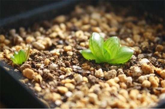 玉露種子的種植方法，5個步驟簡單種活玉露