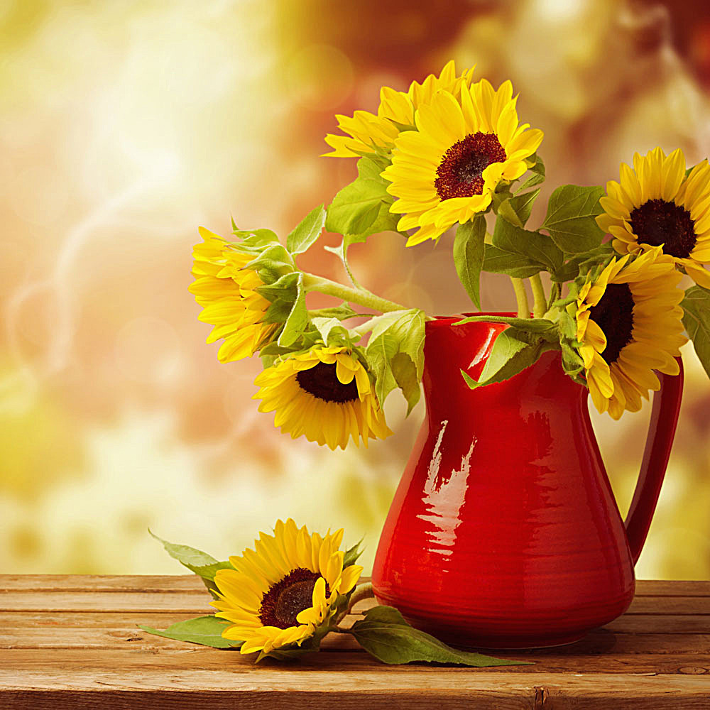 向日葵（Sunflower）花语：代表沉默的爱