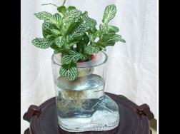 怎样用鱼缸或玻璃瓶栽培观叶植物
