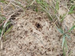 怎样防治盆土内的蚂蚁