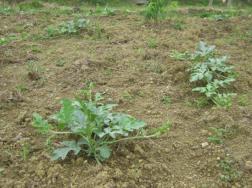 什么叫有机肥，动植物代谢废物以及饼肥(俗称农家肥)
