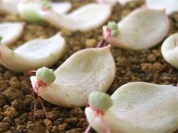 宝石花的繁殖方法有哪些，分株/播种/叶插三种方法