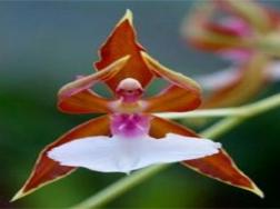 12世界上最稀有的花，这12种花濒临灭绝十分少见