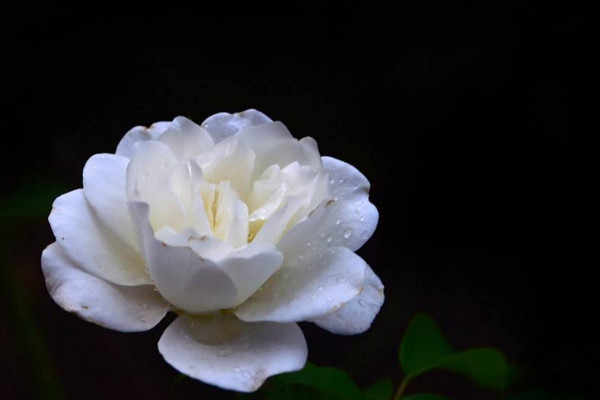 白玫瑰花语是什么