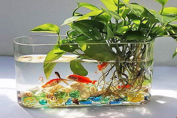 水培植物养什么鱼好 水培植物注意事项