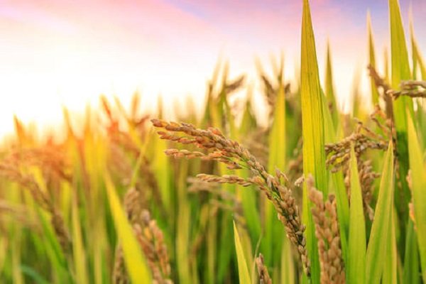 1亩地的水稻要多少斤稻种 水稻的生长过程