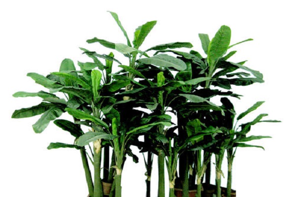 房间里放什么植物可以净化空气 养护方法整理