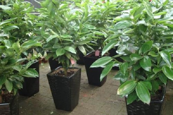 大型盆栽植物有哪些好养护的品种