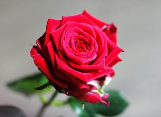 玫瑰在花瓶里能养几天 养护时需要注意些什么