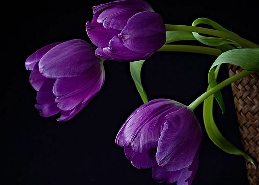 紫色郁金香的寓意是什么 象征着什么