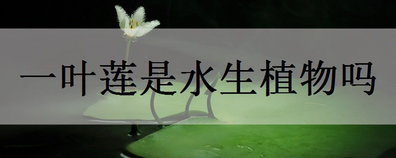 一叶莲是水生植物吗