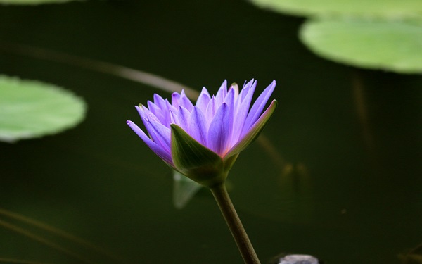 紫色莲花的花语是什么