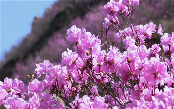 紫色杜鹃花的花语是什么