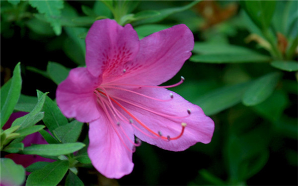 紫色杜鹃花的花语是什么
