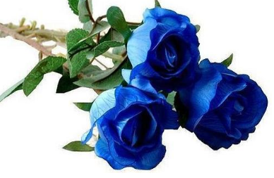 蓝玫瑰有什么寓意 代表什么意思