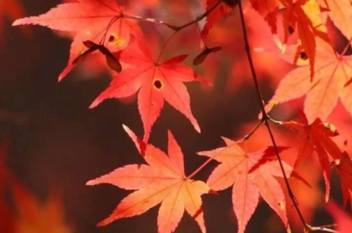 香山红叶最佳观赏时间在什么时候 生长环境什么样