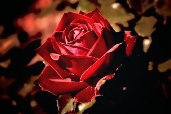 7朵玫瑰花代表什么意思 有哪些美好寓意