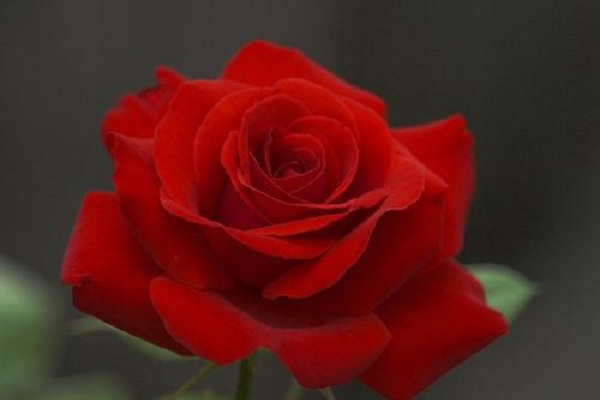 7朵玫瑰花代表什么意思 有哪些美好寓意