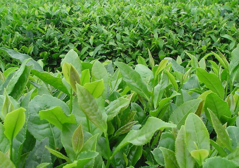 茶树如何预防倒春寒 茶树应该怎么养殖