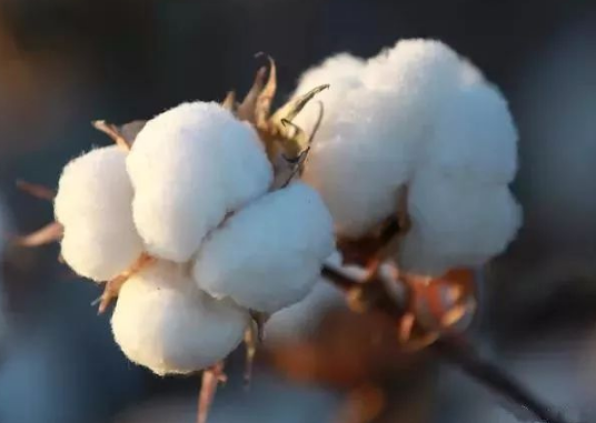 棉花重大病虫害防控技术 棉花应该怎么养殖