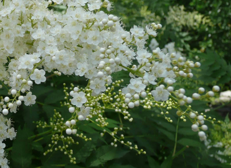 珍珠梅的盆景养护技巧 珍珠梅怎么养能开花