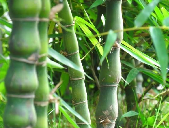 值钱的竹子有什么 名贵竹子排名