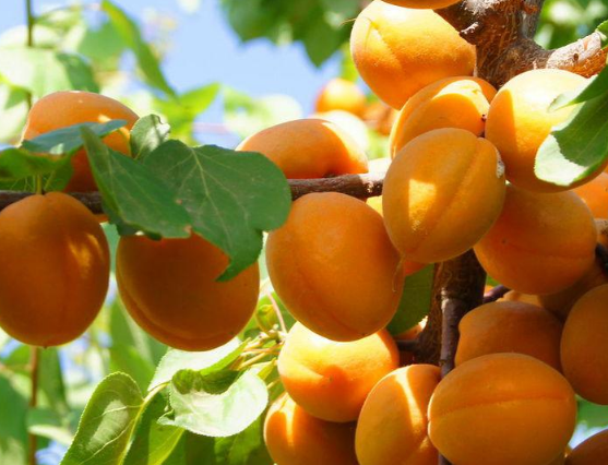 优质杏苗砧木种子采收技术 杏树应该怎么繁殖