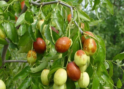 枣树浇水管理技术 枣树怎么防治病虫害