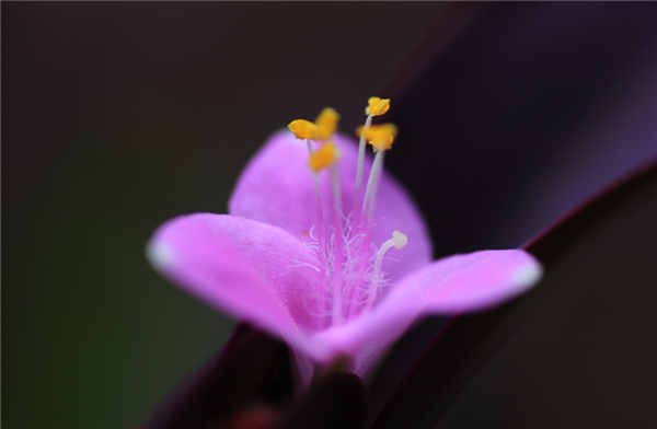 紫罗兰花在家里怎么养 