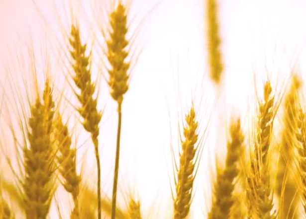 大麦是什么粮食 和小麦的区别是什么