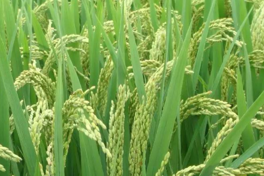 水稻种植技术总结 水稻病虫害怎么办