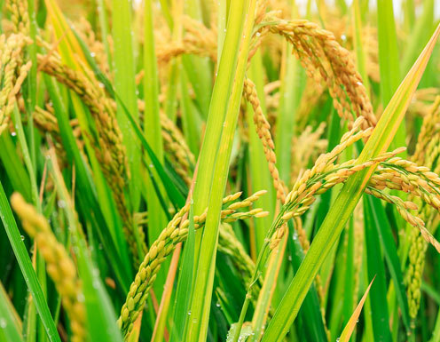 北方地区寒地水稻育苗方法是什么 如何育苗能高产