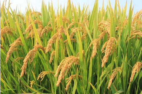 水稻盖膜育秧的方法是什么 揭膜的注意要点有哪些