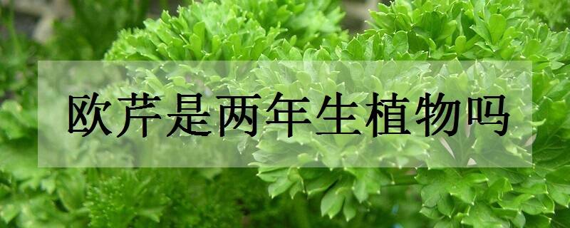 欧芹是两年生植物吗