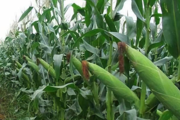 春玉米播种过早有什么危害 什么时间种产量高