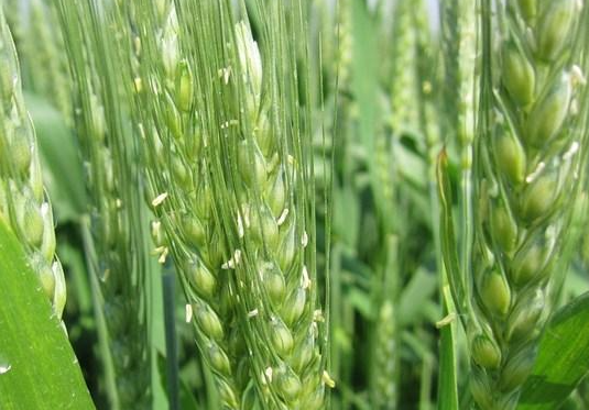 小麦如何安全越冬 四大方法帮助增产